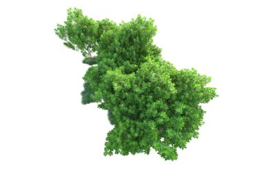 Beyaz arka planda yeşil çalılıklar izole edilmiş. 3d görüntüleme - illüstrasyon 