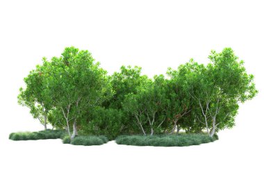 Beyaz arka planda yeşil çalılıklar izole edilmiş. 3d görüntüleme - illüstrasyon 