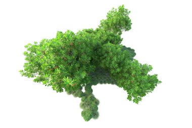 Beyaz arka planda yeşil çalılıklar izole edilmiş. 3d görüntüleme - illüstrasyon 