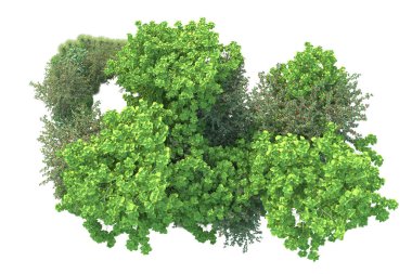 Beyaz arka planda yeşil çalılıklar izole edilmiş. 3d görüntüleme - illüstrasyon 