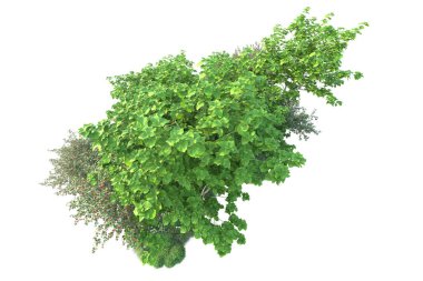 Beyaz arka planda yeşil çalılıklar izole edilmiş. 3d görüntüleme - illüstrasyon 