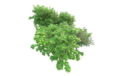 Beyaz arka planda yeşil çalılıklar izole edilmiş. 3d görüntüleme - illüstrasyon 