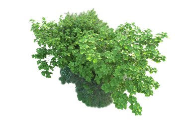 Beyaz arka planda yeşil çalılıklar izole edilmiş. 3d görüntüleme - illüstrasyon 