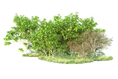 Beyaz arka planda yeşil çalılıklar izole edilmiş. 3d görüntüleme - illüstrasyon 