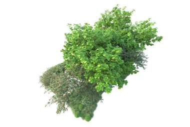 Beyaz arka planda yeşil çalılıklar izole edilmiş. 3d görüntüleme - illüstrasyon 