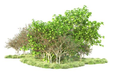 Beyaz arka planda yeşil çalılıklar izole edilmiş. 3d görüntüleme - illüstrasyon 