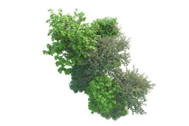Beyaz arka planda yeşil çalılıklar izole edilmiş. 3d görüntüleme - illüstrasyon 