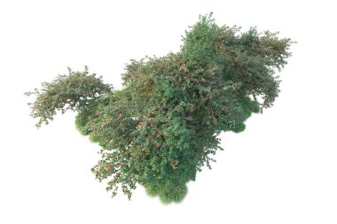 Beyaz arka planda yeşil çalılıklar izole edilmiş. 3d görüntüleme - illüstrasyon 