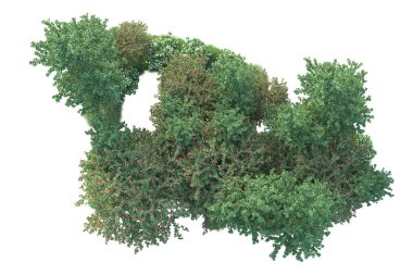 Beyaz arka planda yeşil çalılıklar izole edilmiş. 3d görüntüleme - illüstrasyon 