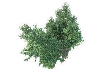 Beyaz arka planda yeşil çalılıklar izole edilmiş. 3d görüntüleme - illüstrasyon 