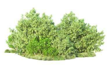 Beyaz arka planda yeşil çalılıklar izole edilmiş. 3d görüntüleme - illüstrasyon 