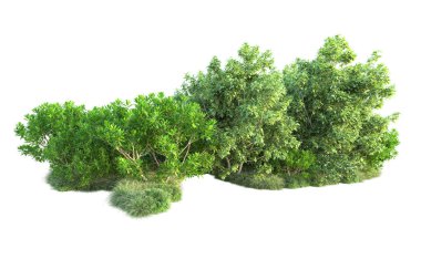 Beyaz arka planda yeşil çalılıklar izole edilmiş. 3d görüntüleme - illüstrasyon 