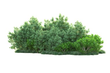 Beyaz arka planda yeşil çalılıklar izole edilmiş. 3d görüntüleme - illüstrasyon 