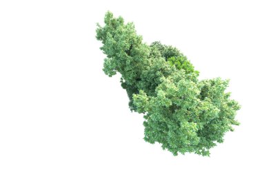 Beyaz arka planda yeşil çalılıklar izole edilmiş. 3d görüntüleme - illüstrasyon 