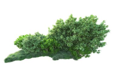 Beyaz arka planda yeşil çalılıklar izole edilmiş. 3d görüntüleme - illüstrasyon 