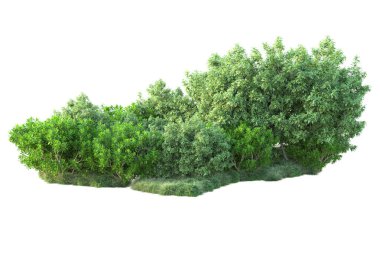 Beyaz arka planda yeşil çalılıklar izole edilmiş. 3d görüntüleme - illüstrasyon 