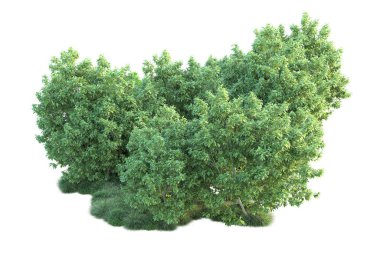 Beyaz arka planda yeşil çalılıklar izole edilmiş. 3d görüntüleme - illüstrasyon 
