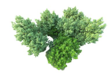 Beyaz arka planda yeşil çalılıklar izole edilmiş. 3d görüntüleme - illüstrasyon 