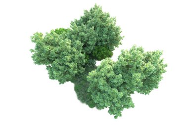 Beyaz arka planda yeşil çalılıklar izole edilmiş. 3d görüntüleme - illüstrasyon 