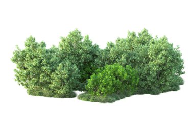 Beyaz arka planda yeşil çalılıklar izole edilmiş. 3d görüntüleme - illüstrasyon 