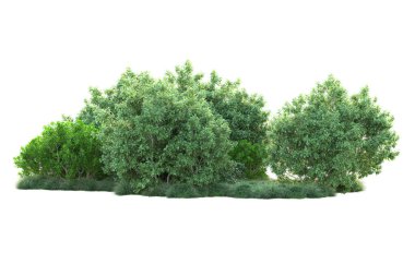 Beyaz arka planda yeşil çalılıklar izole edilmiş. 3d görüntüleme - illüstrasyon 