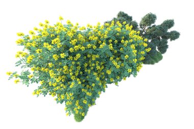 Beyaz arka planda yeşil çalılıklar izole edilmiş. Orman bitkilerinin 3D canlandırması