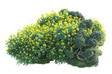 Beyaz arka planda yeşil çalılıklar izole edilmiş. Orman bitkilerinin 3D canlandırması
