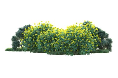 Beyaz arka planda yeşil çalılıklar izole edilmiş. Orman bitkilerinin 3D canlandırması