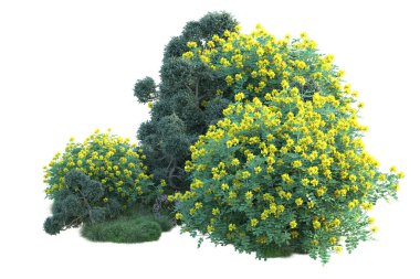 Beyaz arka planda yeşil çalılıklar izole edilmiş. Orman bitkilerinin 3D canlandırması