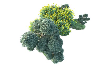 Beyaz arka planda yeşil çalılıklar izole edilmiş. Orman bitkilerinin 3D canlandırması