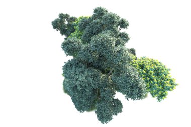 Beyaz arka planda yeşil çalılıklar izole edilmiş. Orman bitkilerinin 3D canlandırması