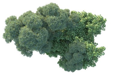 Beyaz arka planda yeşil çalılıklar izole edilmiş. Orman bitkilerinin 3D canlandırması