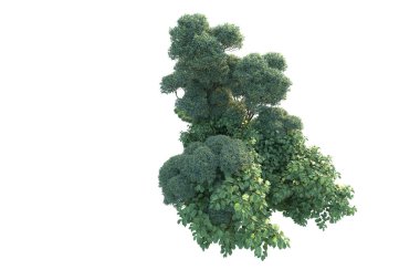 Beyaz arka planda yeşil çalılıklar izole edilmiş. Orman bitkilerinin 3D canlandırması