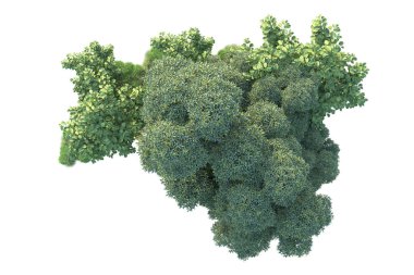 Beyaz arka planda yeşil çalılıklar izole edilmiş. Orman bitkilerinin 3D canlandırması