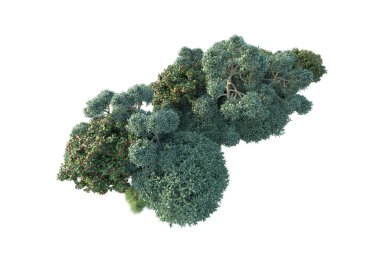 Beyaz arka planda yeşil çalılıklar izole edilmiş. Orman bitkilerinin 3D canlandırması