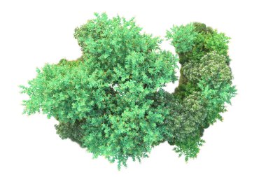Beyaz arka planda yeşil çalılıklar izole edilmiş. Orman bitkilerinin 3D canlandırması
