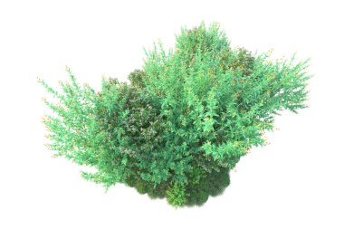 Beyaz arka planda yeşil çalılıklar izole edilmiş. Orman bitkilerinin 3D canlandırması