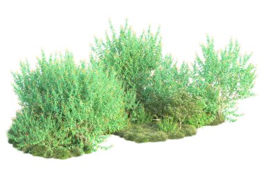 Beyaz arka planda yeşil çalılıklar izole edilmiş. Orman bitkilerinin 3D canlandırması