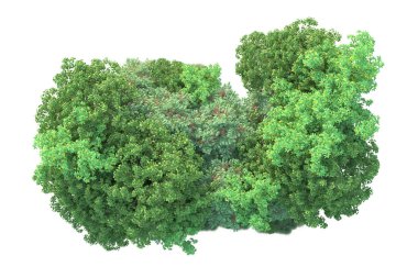 Beyaz arka planda yeşil çalılıklar izole edilmiş. Orman bitkilerinin 3D canlandırması