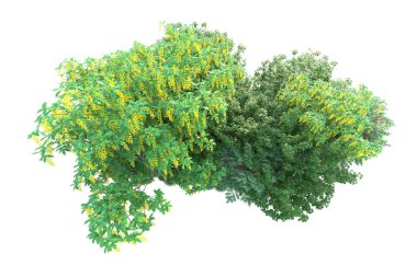 Forrest aranjmanı arka planda izole edildi. 3d görüntüleme - illüstrasyon