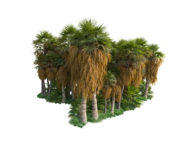 Arka planda izole edilmiş tropik orman düzeni. 3d görüntüleme - illüstrasyon