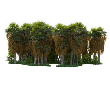 Arka planda izole edilmiş tropik orman düzeni. 3d görüntüleme - illüstrasyon