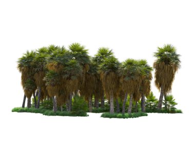 Arka planda izole edilmiş tropik orman düzeni. 3d görüntüleme - illüstrasyon