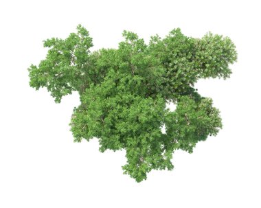 Arka planda izole edilmiş tropik orman düzeni. 3d görüntüleme - illüstrasyon