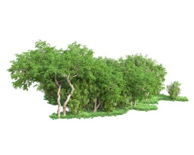 Arka planda izole edilmiş tropik orman düzeni. 3d görüntüleme - illüstrasyon