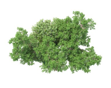 Arka planda izole edilmiş tropik orman düzeni. 3d görüntüleme - illüstrasyon