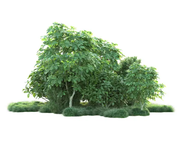 白色背景上隔离的绿色灌木丛 3D渲染 — 图库照片