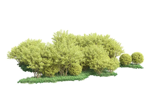 Arbustos Verdes Aislados Sobre Fondo Blanco Representación Ilustración —  Fotos de Stock