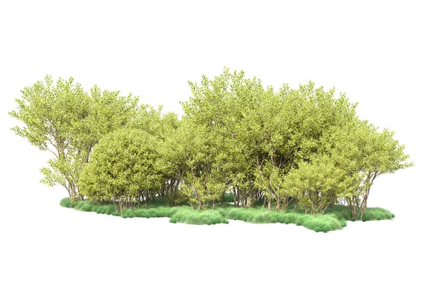 Зелені Кущі Ізольовані Білому Тлі Візуалізація Ілюстрація — стокове фото