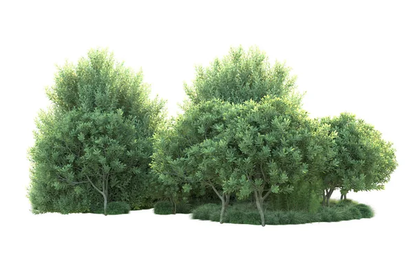 緑色の茂みは背景に隔離されています 3Dレンダリング イラスト — ストック写真